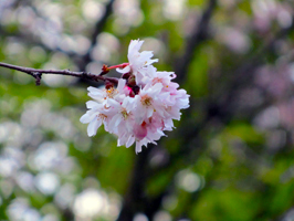 Autumnalis Rosea cherry blossoms at Dr. Sun-Yat park in Vancouver, BC.