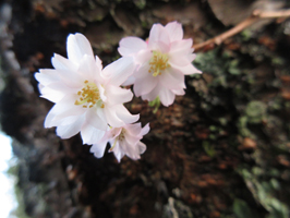 Autumnalis Rosea cherry blossoms on Georgia street in Burnaby.