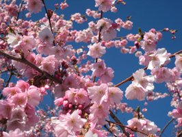 Accolade cherry blossoms