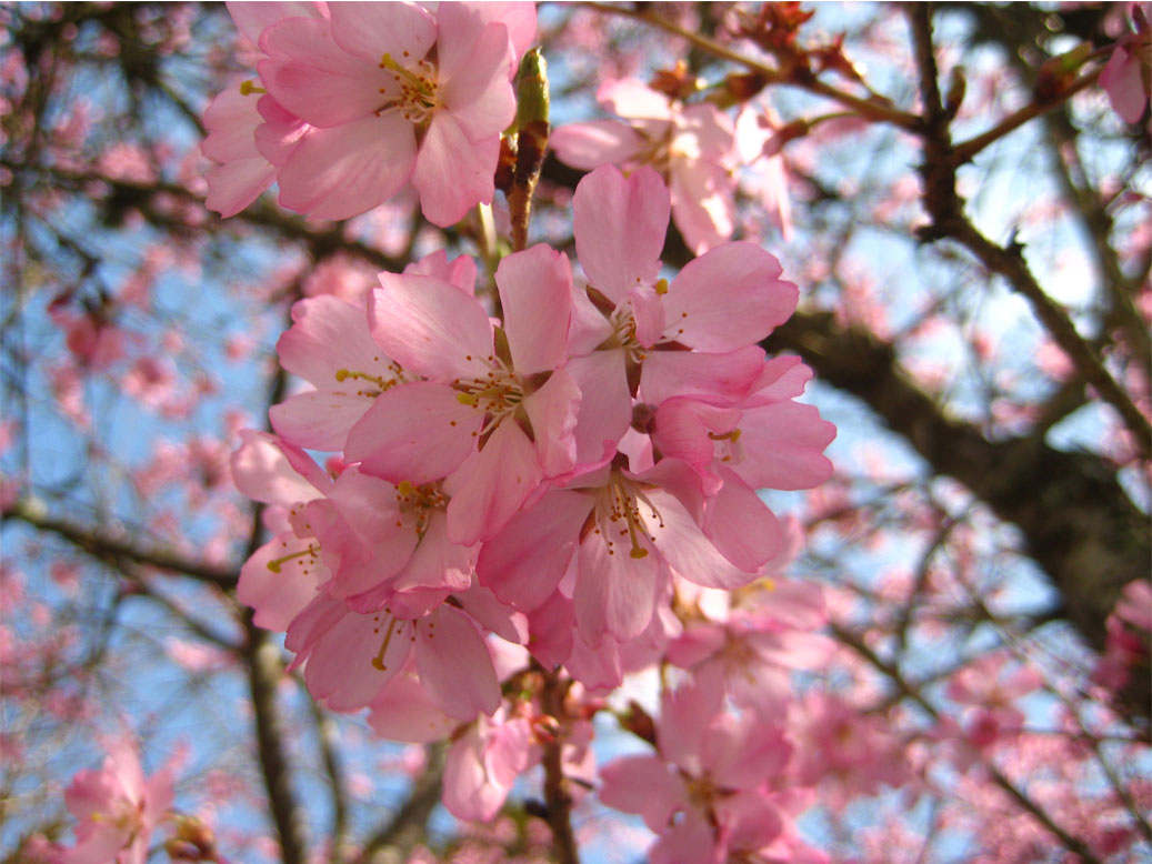 Akebono Cherry Blossoms | Learn How to Identify Cherry Trees in ...